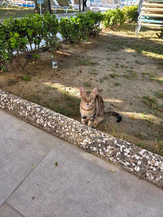 Sonstiges Grand Seker Hotel