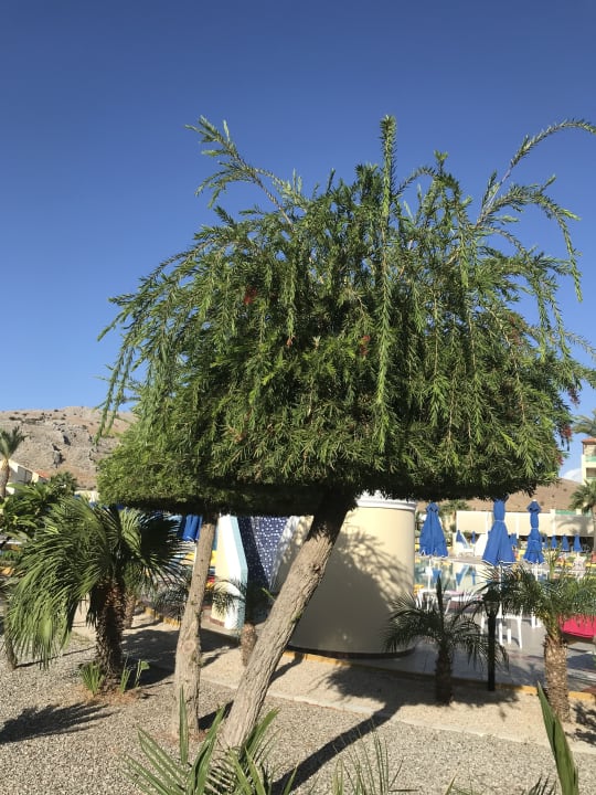 Gartenanlage Lindos Princess Beach Resort & Spa