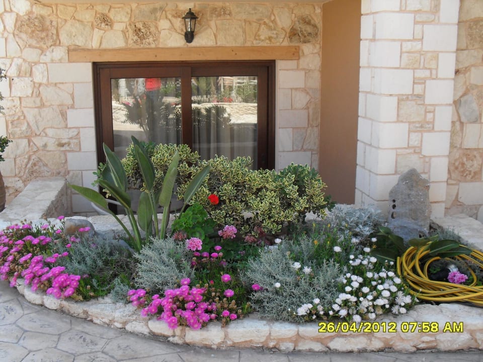 Roślinność wokół hotelu Cactus Royal