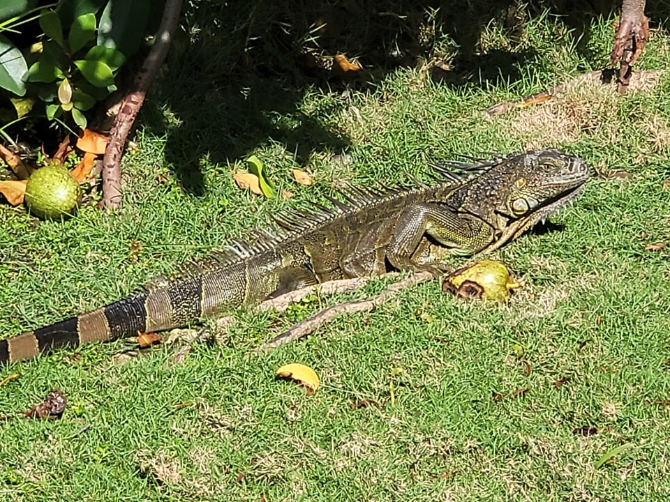 Gartenanlage Caribe Deluxe Princess