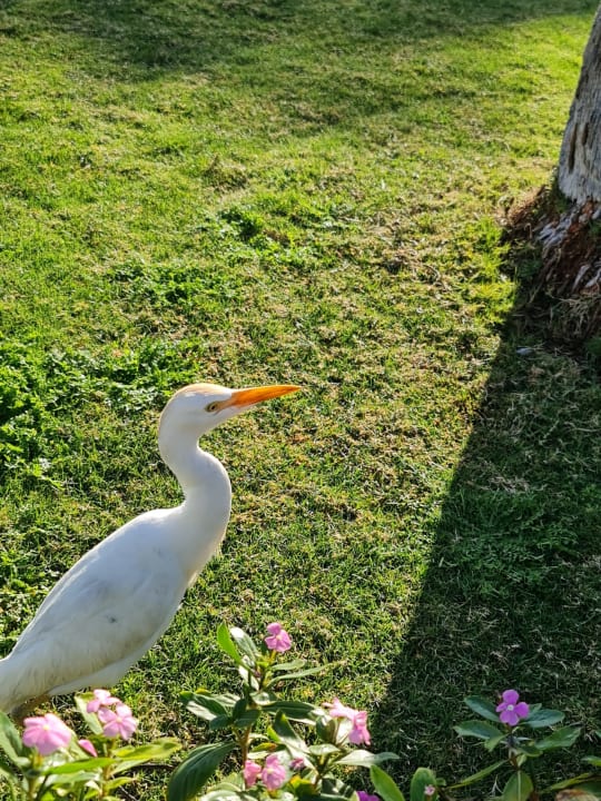 Sonstiges Mövenpick Resort El Quseir