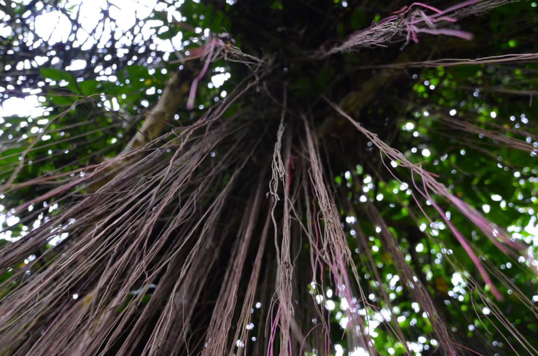 Waldweg Maya Ubud Resort & Spa Bali