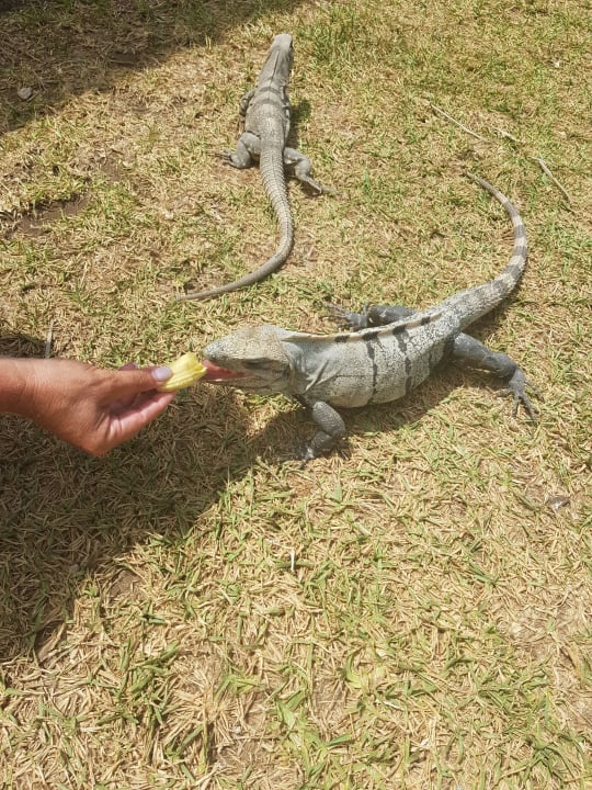 Gartenanlage Akumal Bay Beach & Wellness Resort