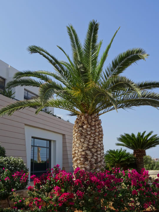 Gartenanlage Grand Hotel Holiday Resort