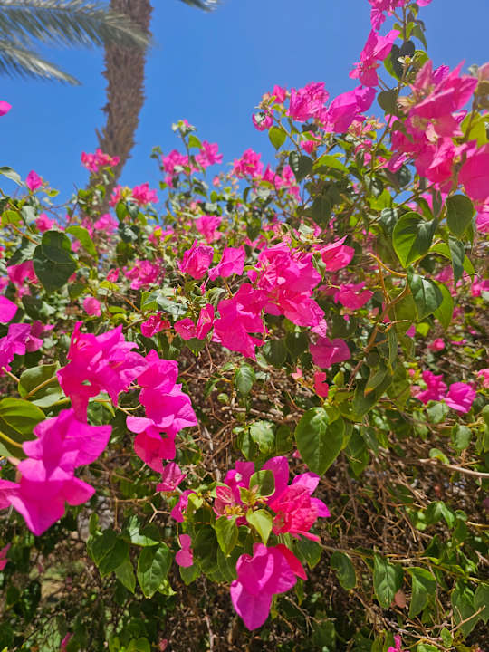 Gartenanlage The Grand Hotel Hurghada
