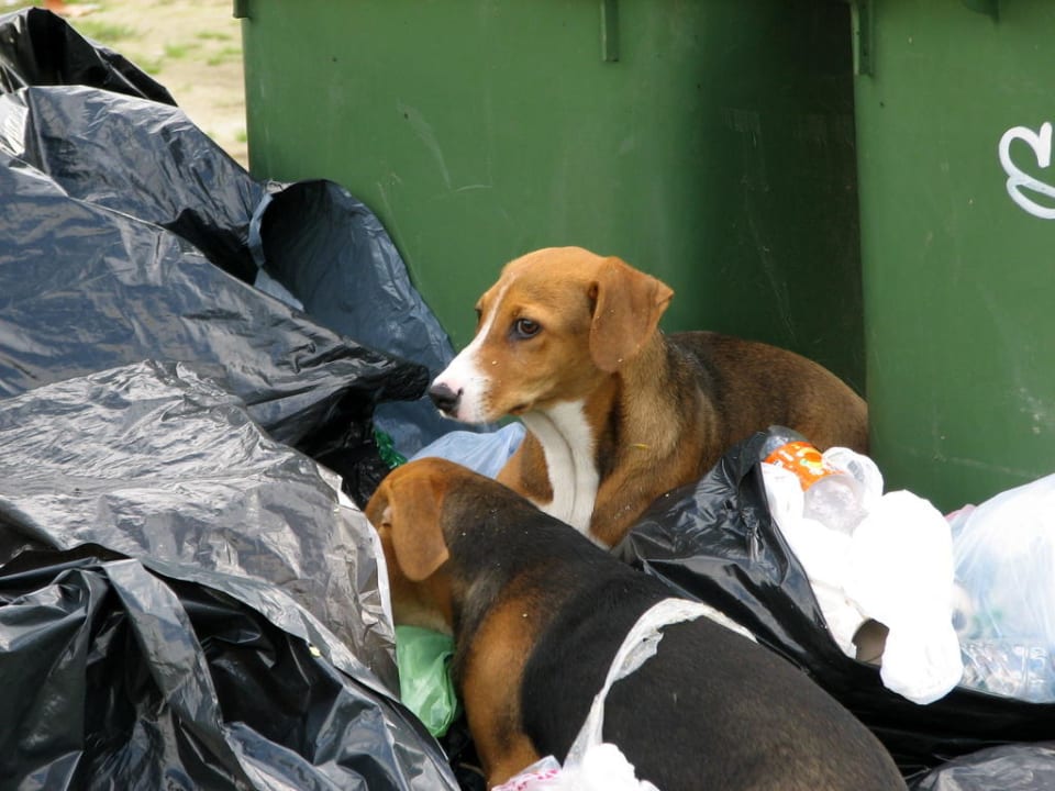 Unsere Freunde im Müll Olympian Bay Grand Resort