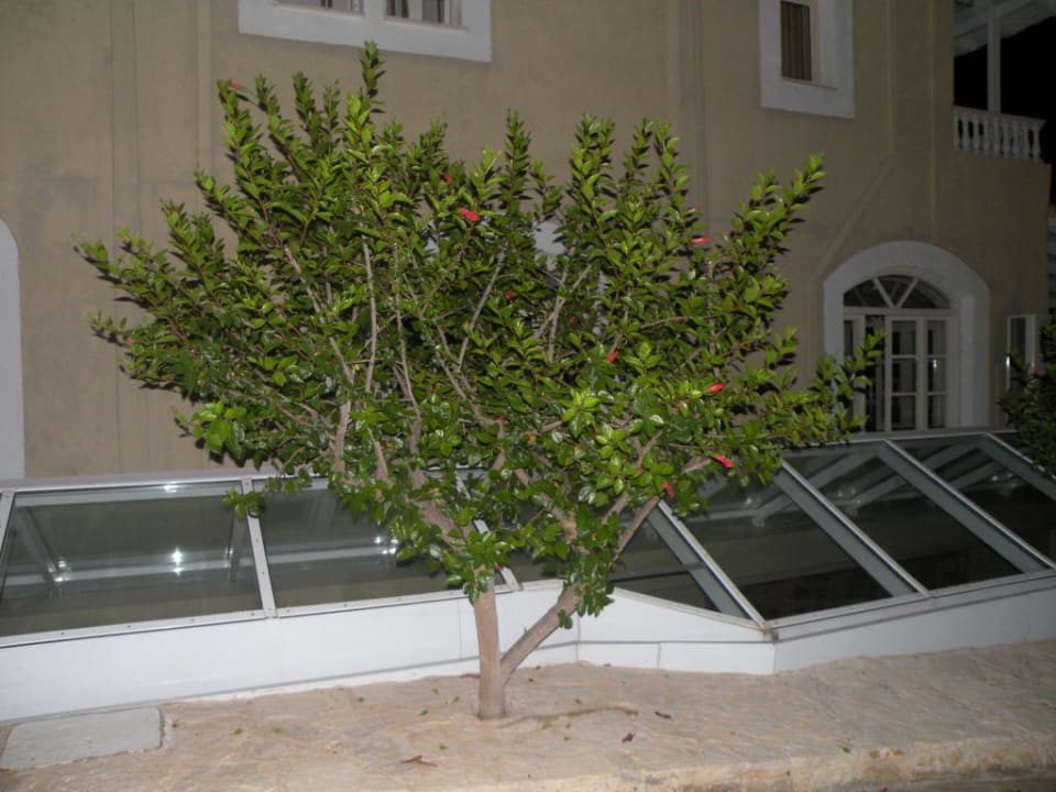 Drzewko Hotel Heliotrope