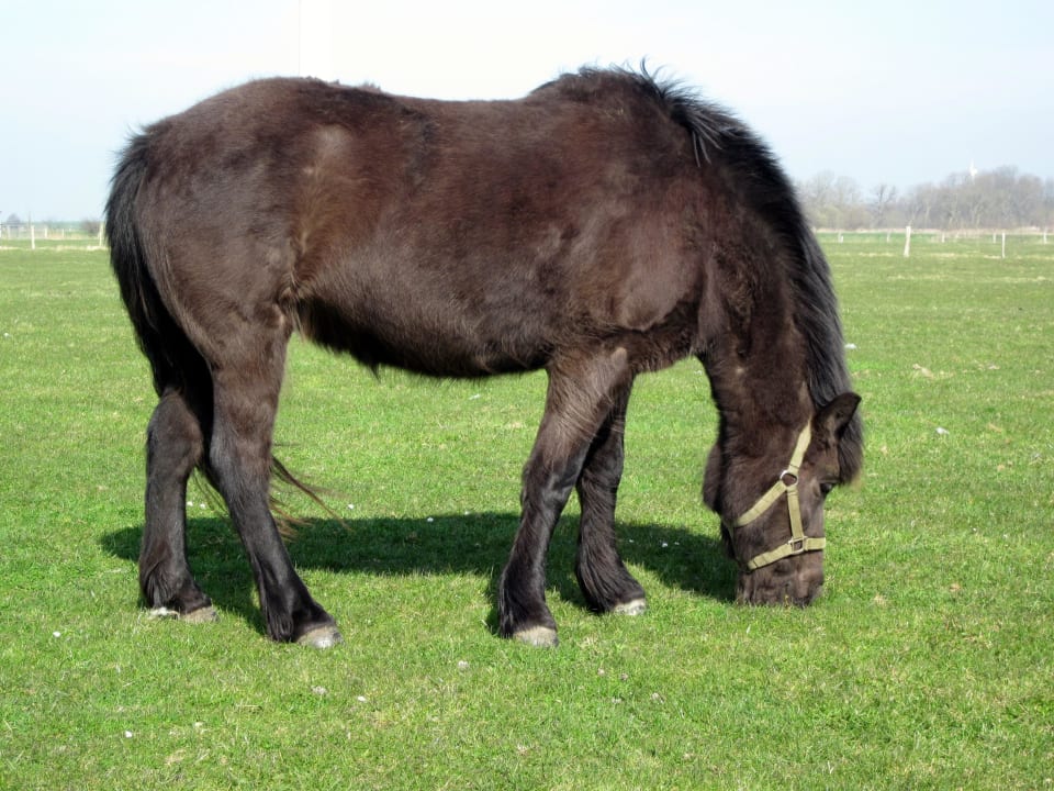 Pony Trixi Ferienhof Seefeld