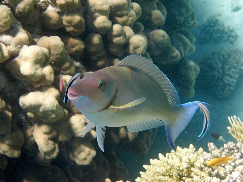 Putzer bei der Arbeit Malikia Resort Abu Dabbab