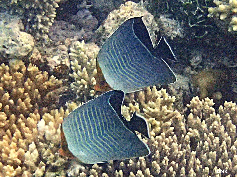 Strand Arabia Azur Resort