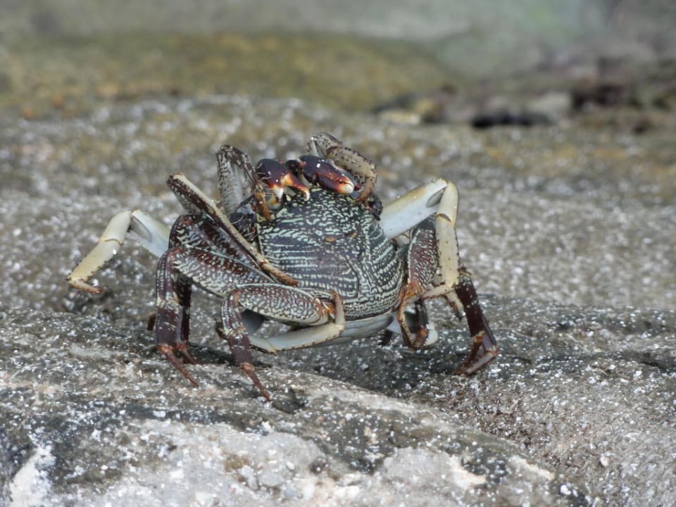 Krebs am Jetty Kuredu Kuredu Island Resort & Spa