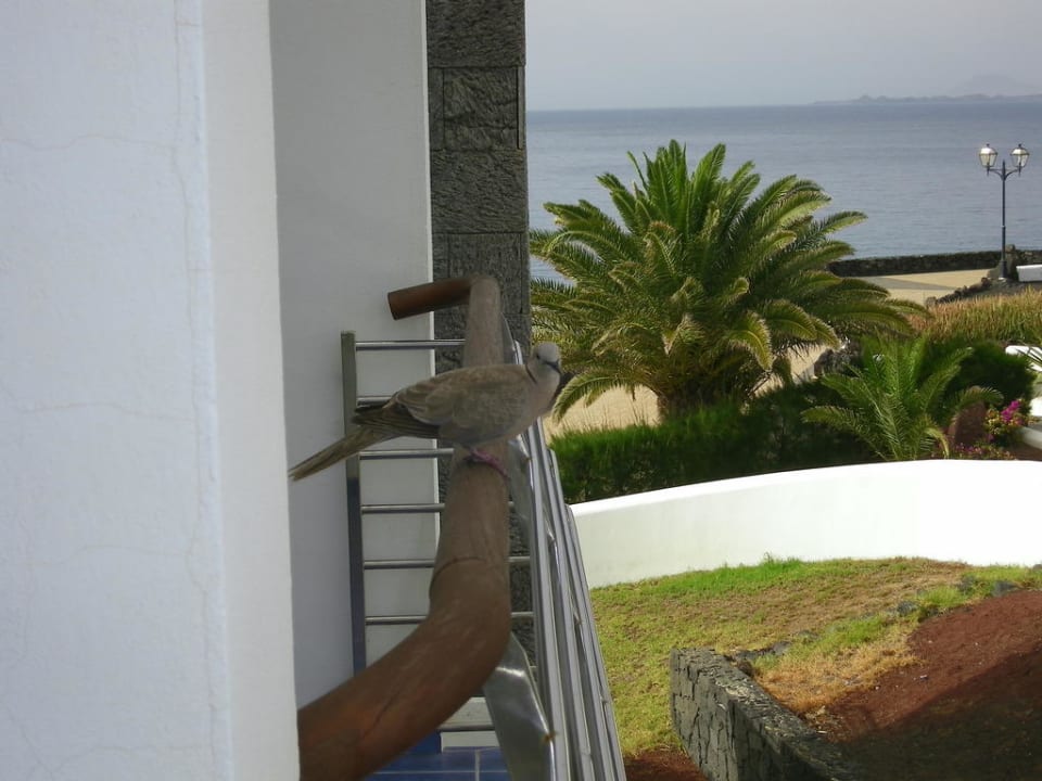 Und noch mal Hotel Mirador Papagayo by LIVVO
