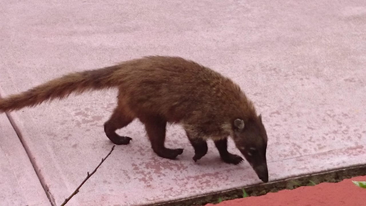 Nasenbär unterwegs Catalonia Playa Maroma