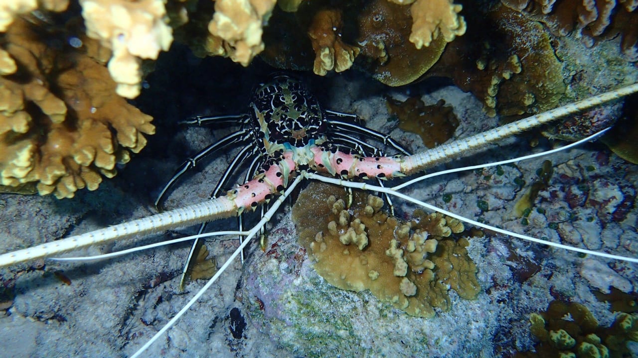 Embudu Hausriff beim Schnorcheln  Embudu Village