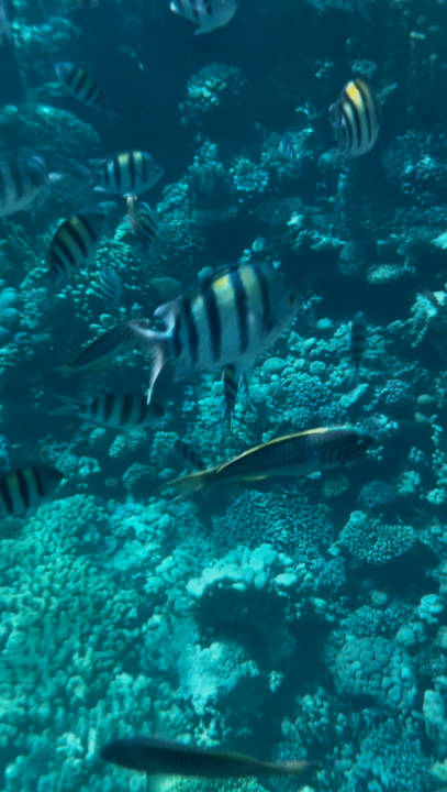 Sport & Freizeit Desert Rose