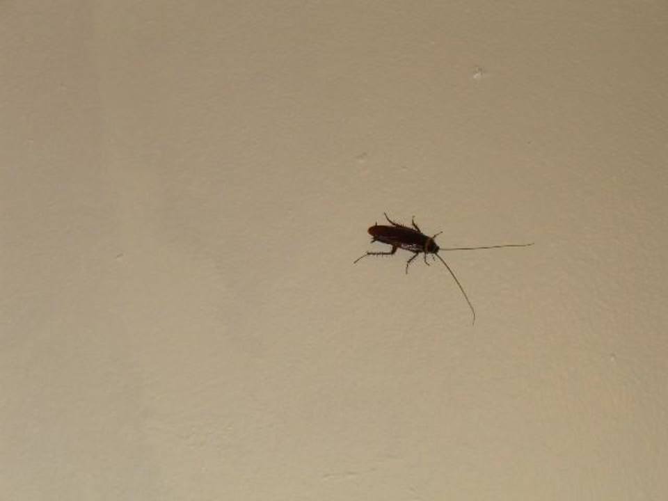 Kakalaken Grand Palladium Select Bávaro Resort & Spa