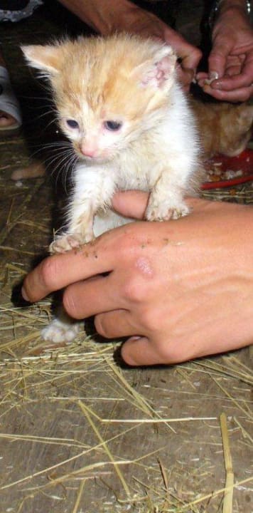 Der Superstar Hotel Starchlhof