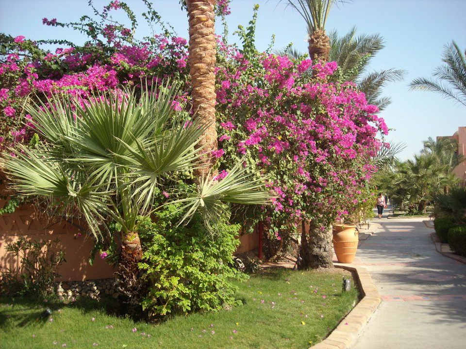 Makadi Oasis Jaz Makadi Oasis Resort