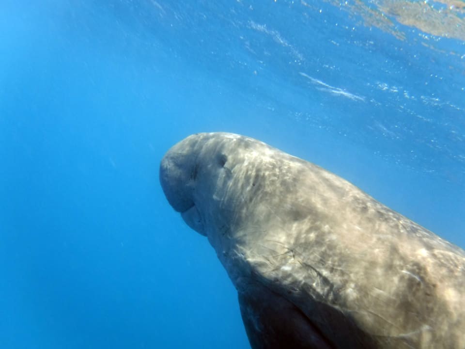 Strand Malikia Resort Abu Dabbab