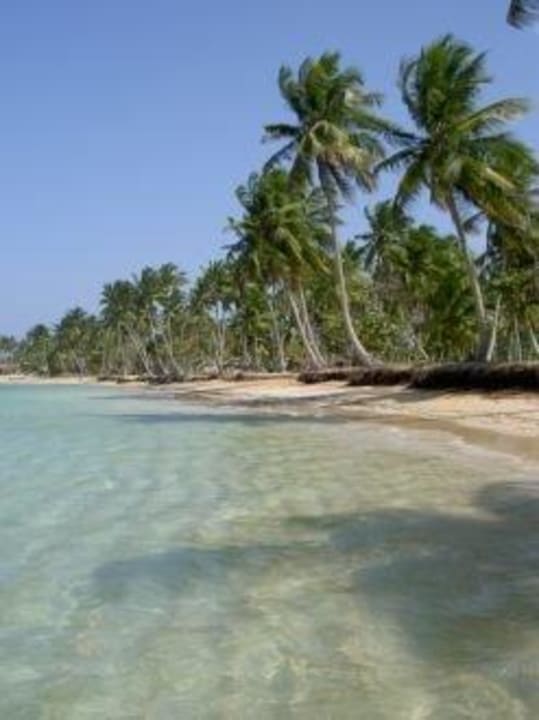 Palmen Bahia Principe Grand El Portillo