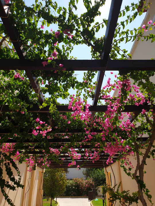 Gartenanlage Lindos Princess Beach Resort & Spa