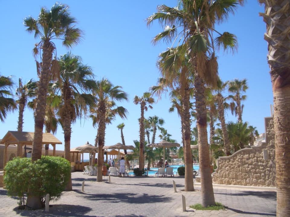 Palmen Pickalbatros Citadel Resort