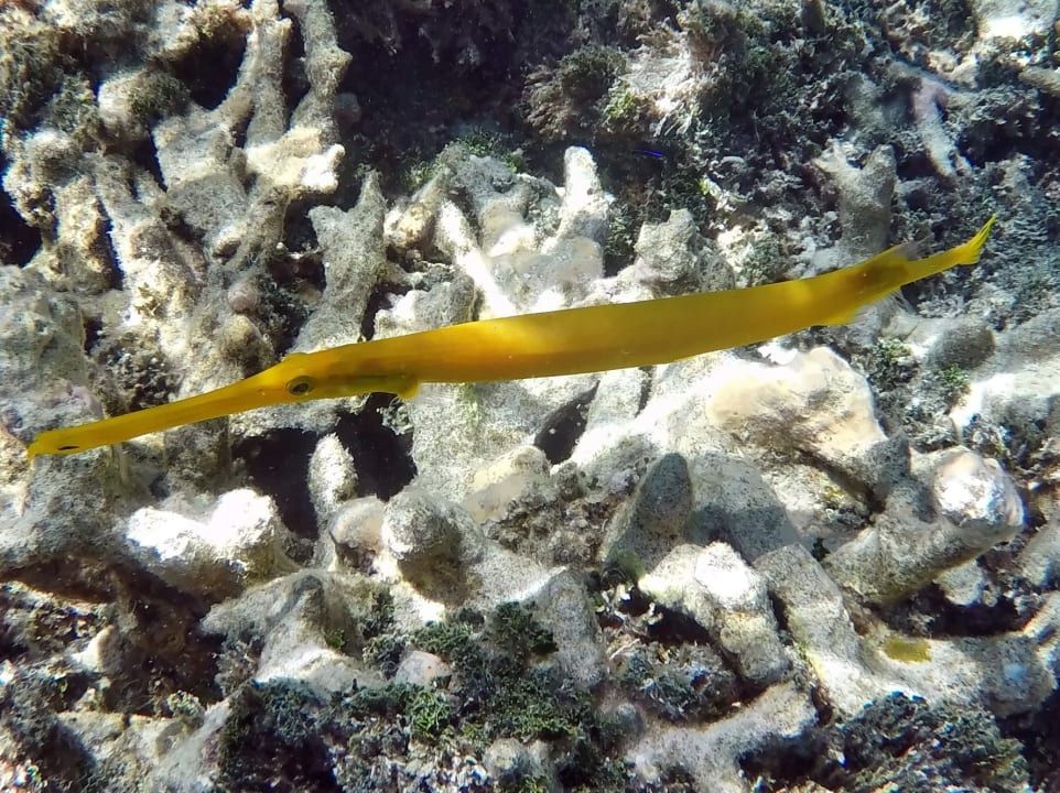 Trompetenfisch NH Collection Maldives Havodda Resort