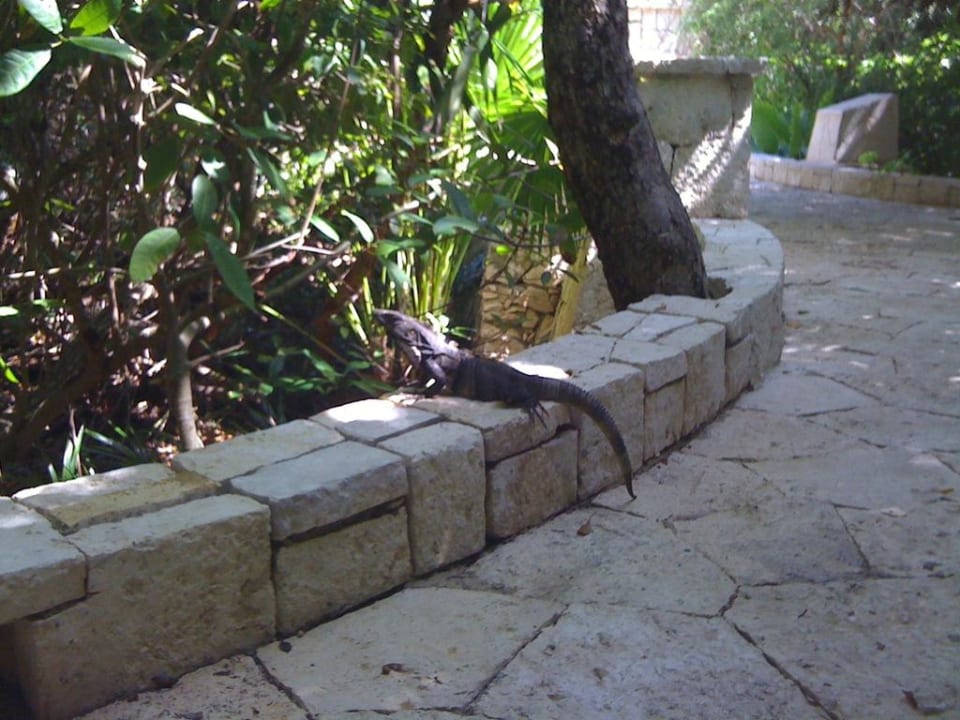 Gartenanlage mit Zoo Catalonia Royal Tulum Beach & Spa Resort - Adults only