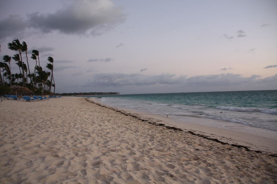 Strand morgens bevor Gärtner das Seegras entfernen Occidental Punta Cana