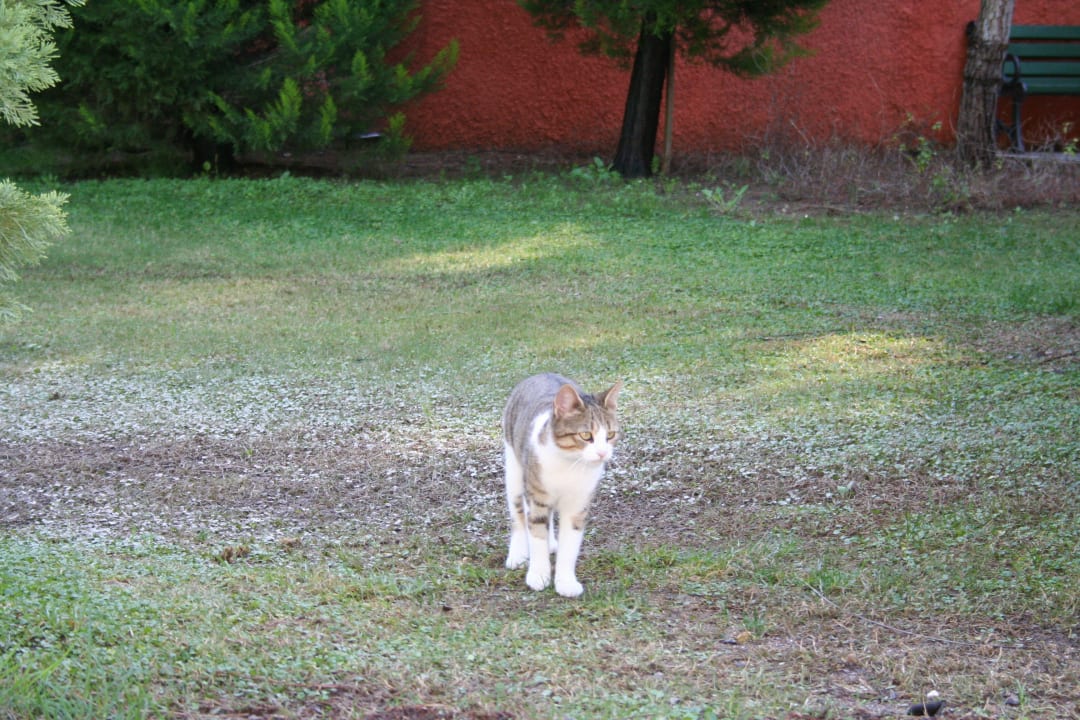Gepflegte Katzen in der Anlage Voyage Belek Golf & Spa