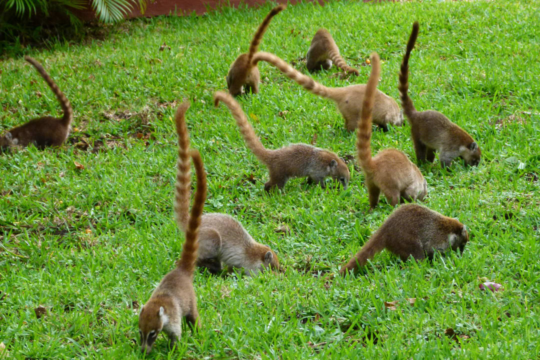 Nasenbären Hotel Riu Tequila