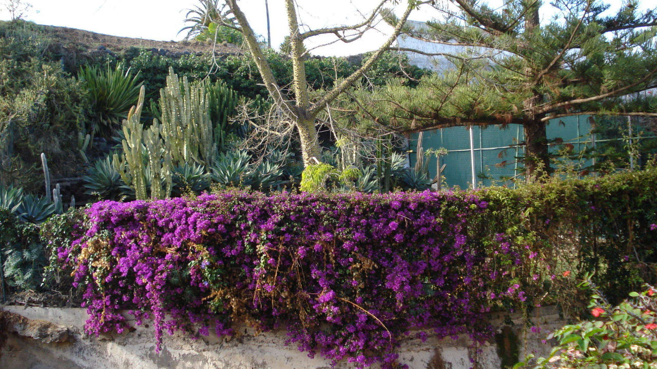 Garten BLUESEA Costa Jardin Spa