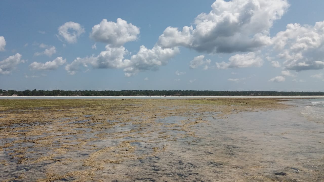 Strand ananea Diamonds Mapenzi