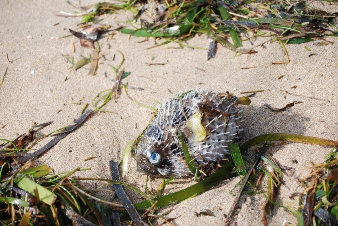 Andere Tiere Bali Reef Resort