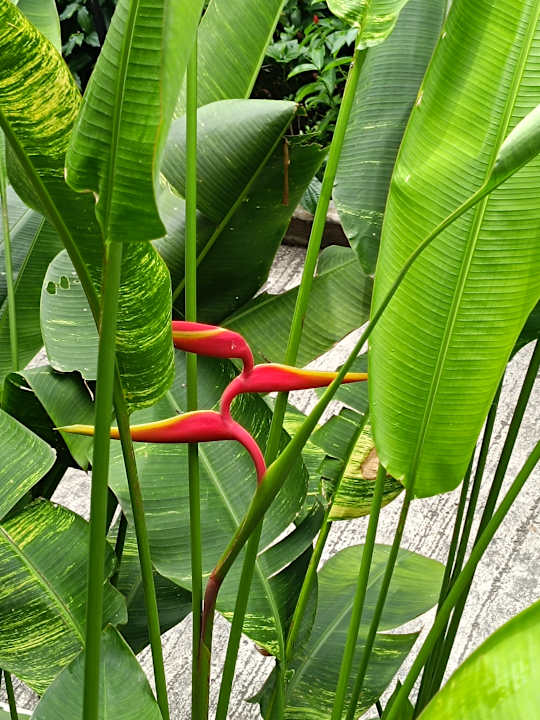 Gartenanlage Hotel Rawai Palm Beach Resort