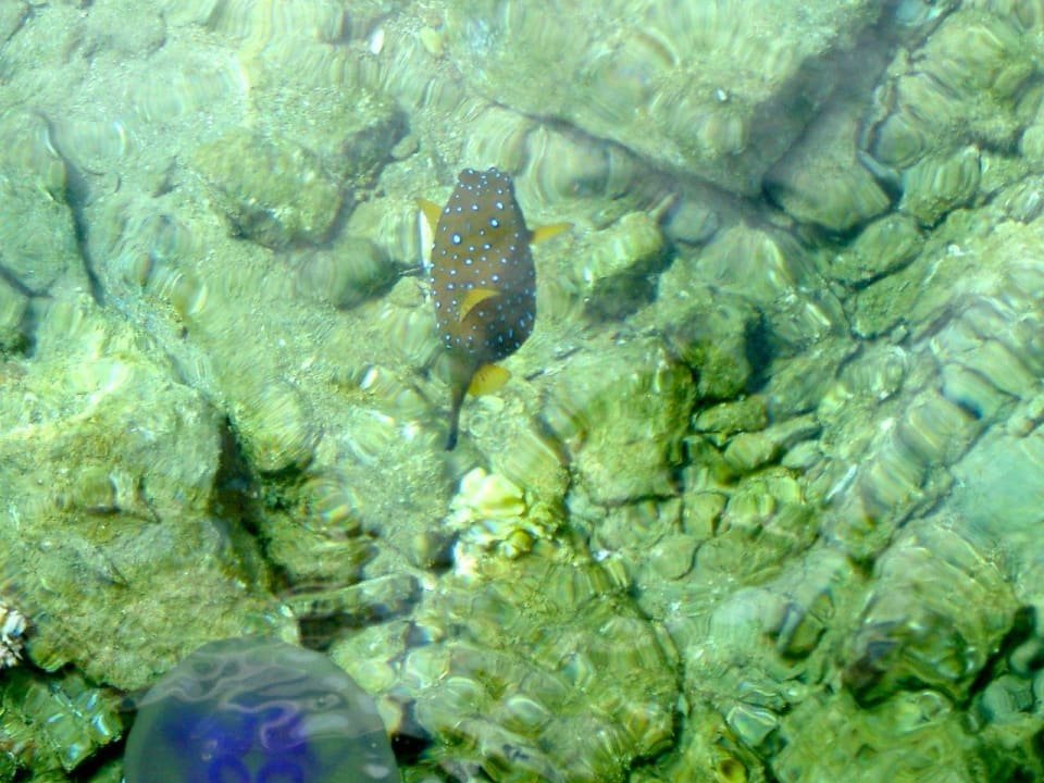 Kofferfisch Pickalbatros Aqua Vista Resort - Hurghada