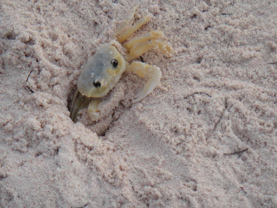 Krebs Villas Bavaro Resort & Spa