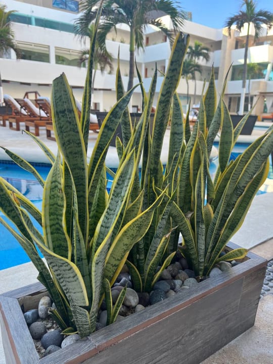 Pool Hotel Flamingo Cancun Resort