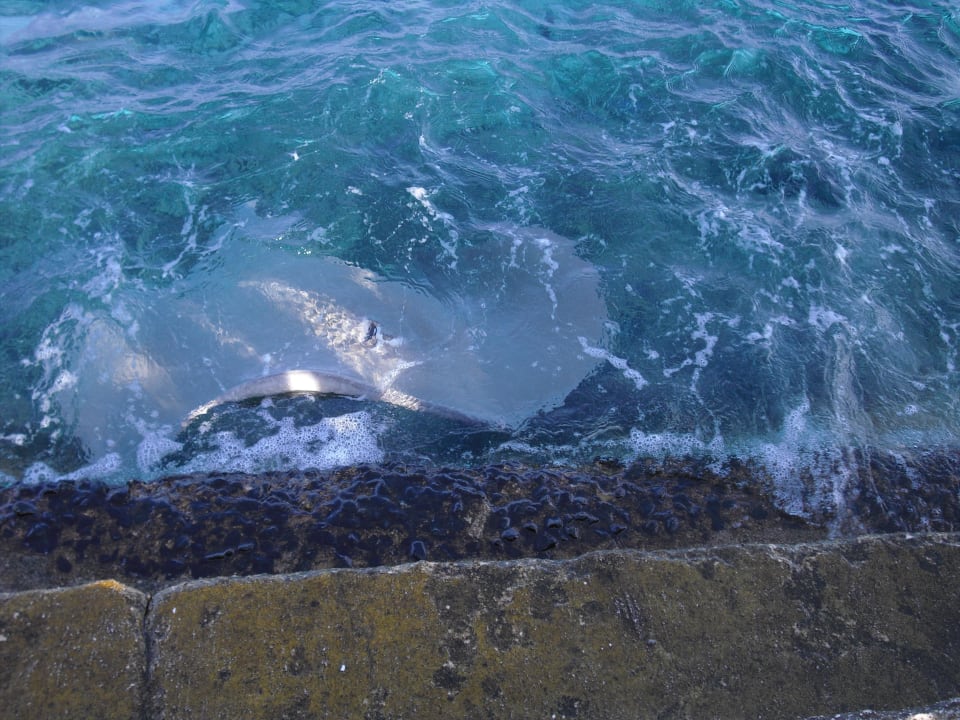 Rochenfütterung Summer Island Maldives