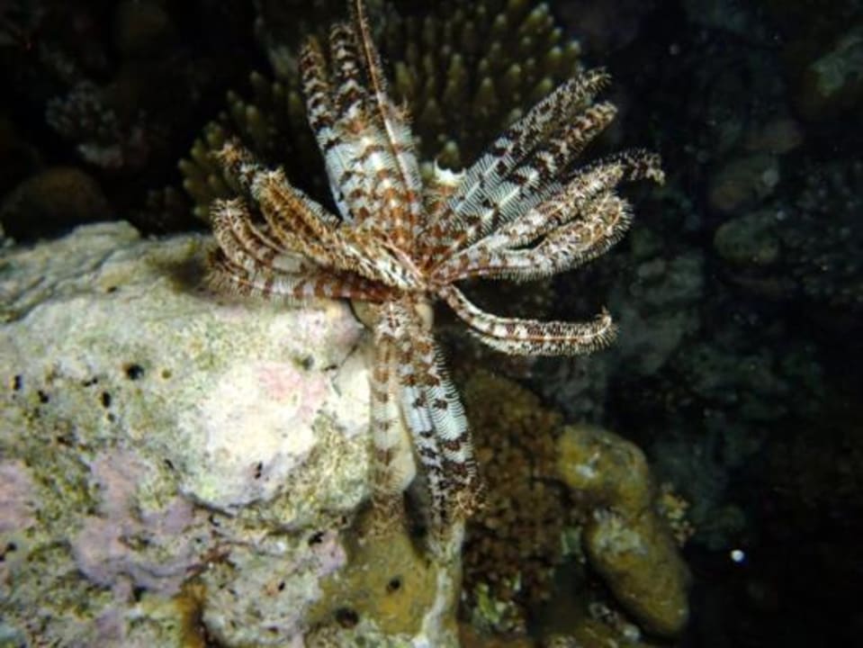 Unterwasser bei Nacht Eri Maldives