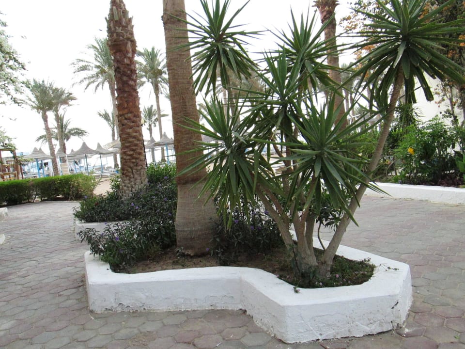 Дорога к морю Marlin Inn Azur Resort