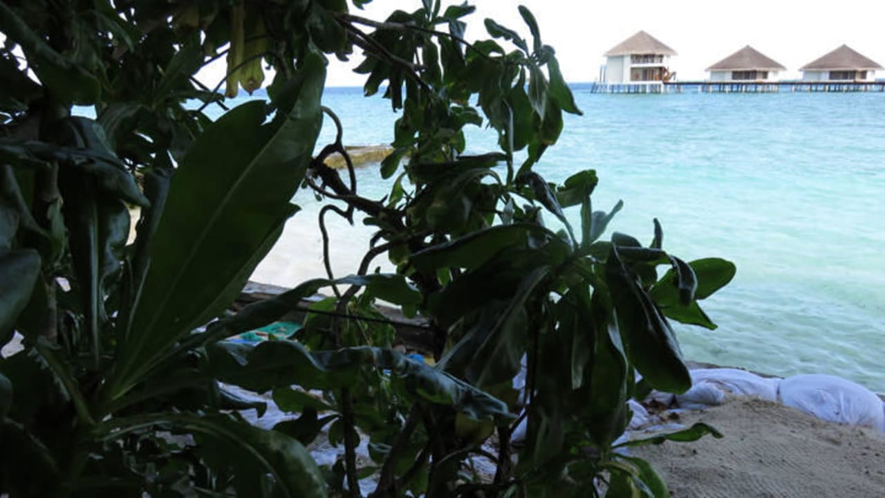 Viel grün Adaaran Club Rannalhi - All Inclusive