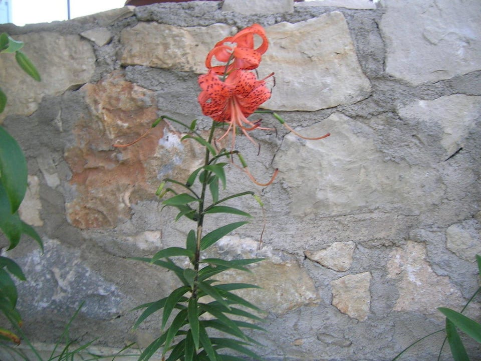 Summer flowers Hotel Kathrin Beach