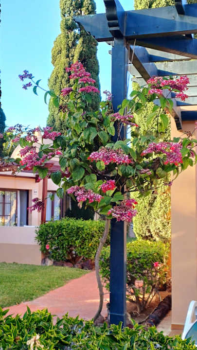 Gartenanlage allsun Hotel Esplendido