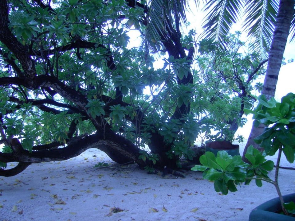 Baum am Strand Summer Island Maldives