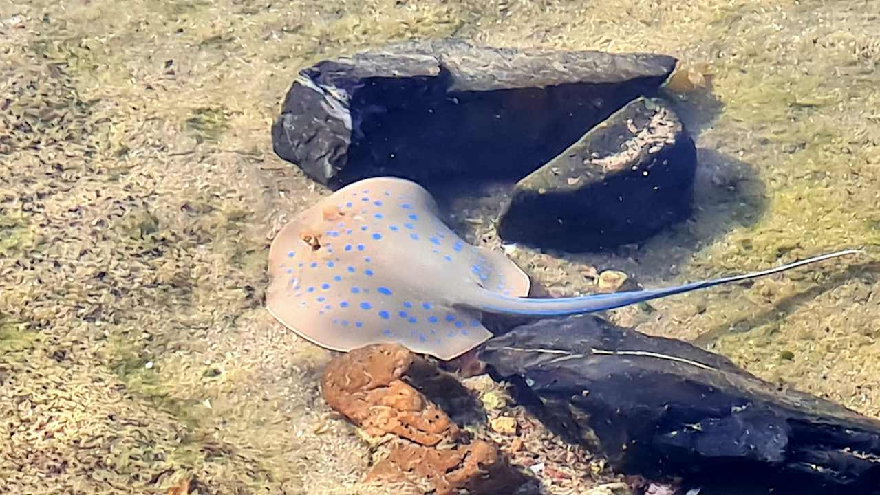 Strand Jaz Dar EL Madina