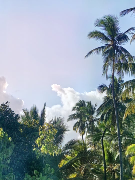 Gartenanlage Travellers Beach Hotel & Club