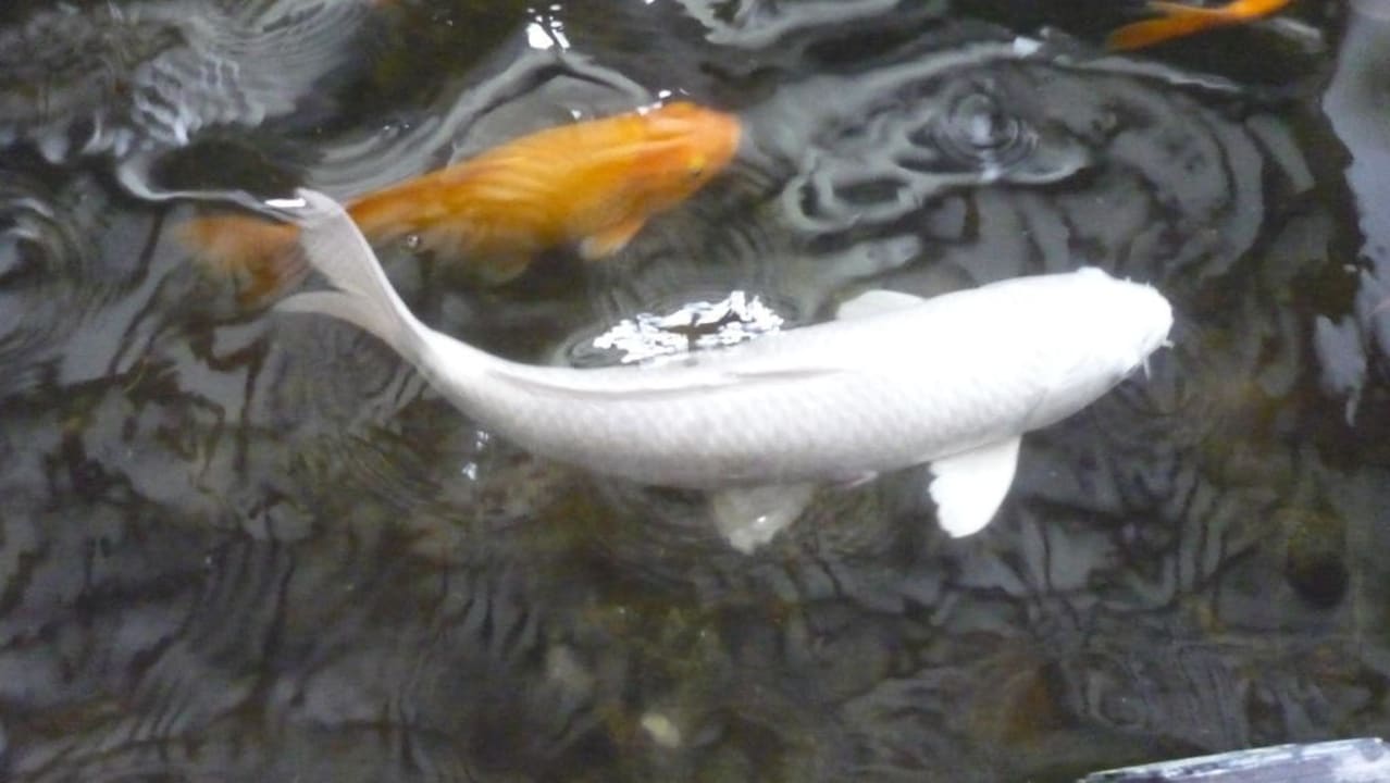 Koy Fisch Hotel Angsana Laguna Phuket