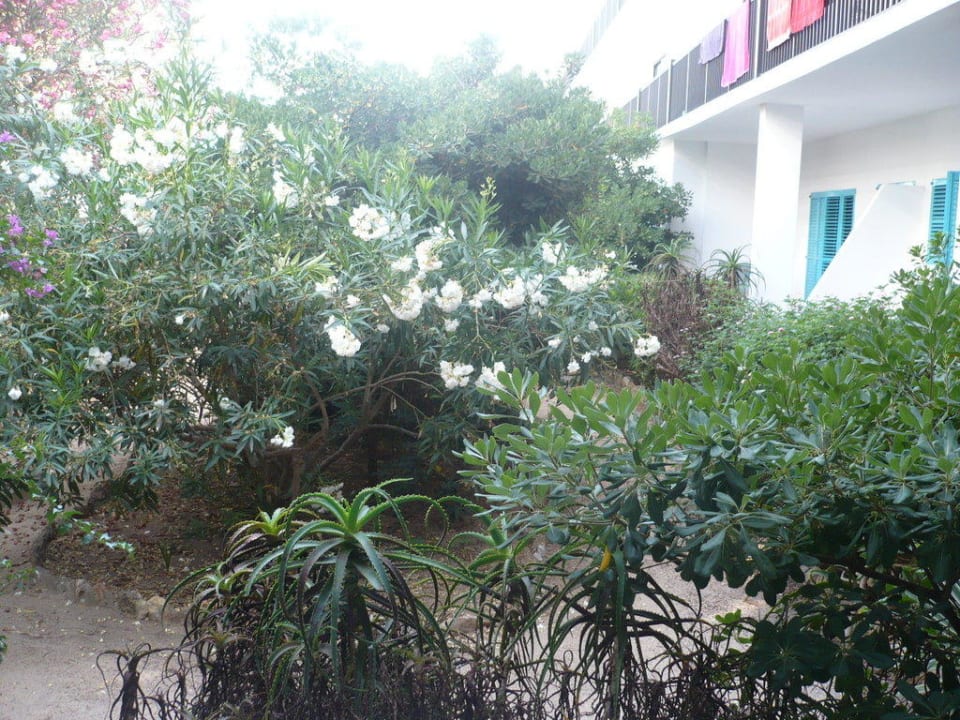 Blick in den Garten Hotel Osiris