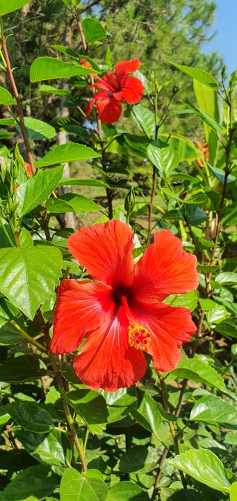 Gartenanlage Trendy Aspendos Beach Hotel